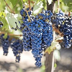 Concord grape vines for sale  Delivered anywhere in USA 