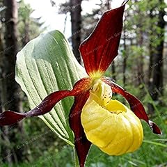 Shopvise cypripedium blumensam gebraucht kaufen  Wird an jeden Ort in Deutschland