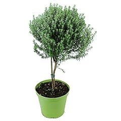 Thymian stämmchen baum gebraucht kaufen  Wird an jeden Ort in Deutschland