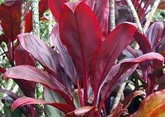 Hawaiian red leaf for sale  Delivered anywhere in USA 