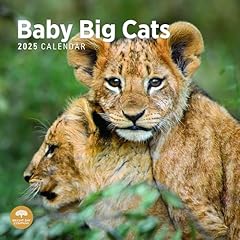 2025 baby big for sale  Delivered anywhere in USA 