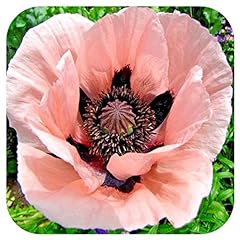 Papaver orientale victoria for sale  Delivered anywhere in UK
