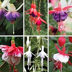 Garden hardy fuchsia for sale  Delivered anywhere in UK