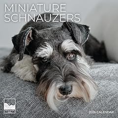 2026 wall calendar for sale  Delivered anywhere in USA 