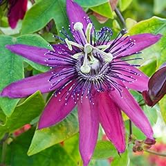 Passiflora beervelde passion for sale  Delivered anywhere in UK