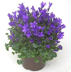 Campanula portenschlagiana dal gebraucht kaufen  Wird an jeden Ort in Deutschland