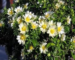 10pcs fresh pereskia for sale  Delivered anywhere in UK