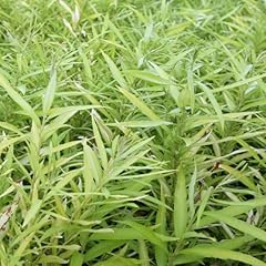 Salix udensis golden for sale  Delivered anywhere in UK