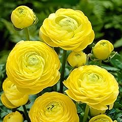 Ranunculus bulbs yellow for sale  Delivered anywhere in USA 