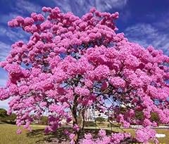 Pink tabebuia rosea for sale  Delivered anywhere in USA 