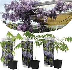 Plant box wisteria gebraucht kaufen  Wird an jeden Ort in Deutschland