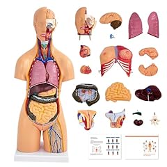 Modello corpo umano usato  Spedito ovunque in Italia 