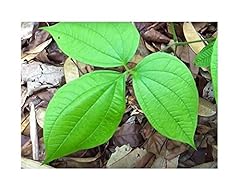 Pcs dioscorea hispida d'occasion  Livré partout en France