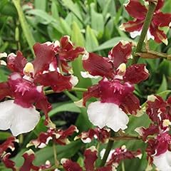 Oncidium aka baby for sale  Delivered anywhere in USA 