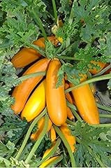 Portal cool vegetale usato  Spedito ovunque in Italia 