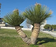 Dasylirion serratifolium palma usato  Spedito ovunque in Italia 