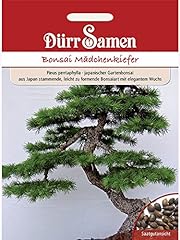 Bonsai samen mädchen gebraucht kaufen  Wird an jeden Ort in Deutschland