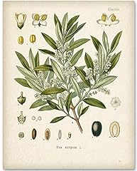 Olive branch botanical for sale  Delivered anywhere in USA 