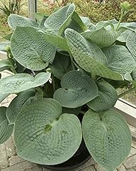 Hosta big daddy for sale  Delivered anywhere in Ireland