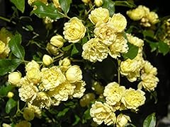 Rosa banksia lutea for sale  Delivered anywhere in UK
