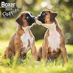 Boxer puppies calendar usato  Spedito ovunque in Italia 