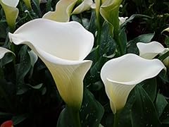 Zantedeschia aethiopica crowbo for sale  Delivered anywhere in Ireland