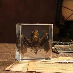 Taxidermy bat real for sale  Delivered anywhere in USA 
