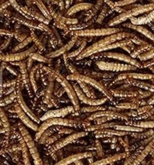 Dried mealworms 5kg for sale  Delivered anywhere in Ireland
