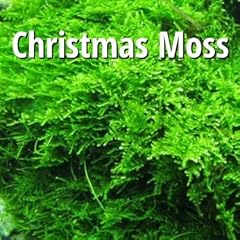 Christmas moss vesicularia for sale  Delivered anywhere in USA 