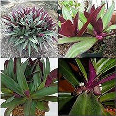 Smartme tradescantia spathacea for sale  Delivered anywhere in USA 