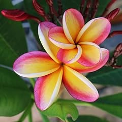 Rainbow plumeria cutting for sale  Delivered anywhere in USA 
