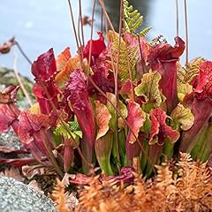 Chuxay garden sarracenia for sale  Delivered anywhere in USA 