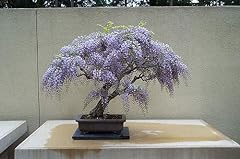 Wisteria bonsai seed for sale  Delivered anywhere in Ireland