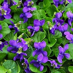 1000 perennial viola for sale  Delivered anywhere in USA 