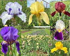 Iris bulb rhizomes for sale  Delivered anywhere in USA 