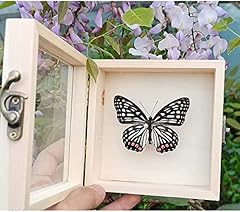 Sunskyoo butterfly specimen for sale  Delivered anywhere in UK