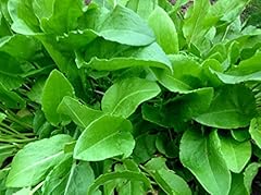 400 french sorrel for sale  Delivered anywhere in USA 
