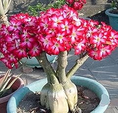 Semi fiori adenium for sale  Delivered anywhere in Ireland