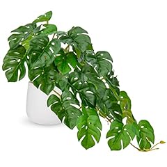 Dilatata fake plants for sale  Delivered anywhere in USA 