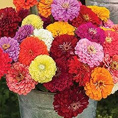 Welldales giant zinnia for sale  Delivered anywhere in UK