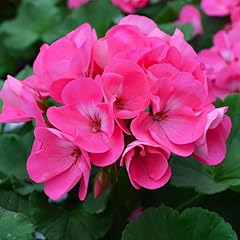 Frische geranien blumensamen gebraucht kaufen  Wird an jeden Ort in Deutschland