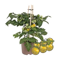 Exotenherz gelbe kirschtomate gebraucht kaufen  Wird an jeden Ort in Deutschland
