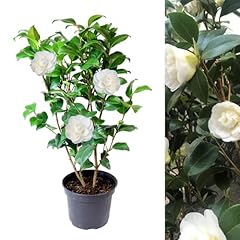 Carbeth plants white for sale  Delivered anywhere in UK