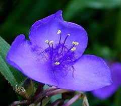 100 ohio spiderwort for sale  Delivered anywhere in USA 
