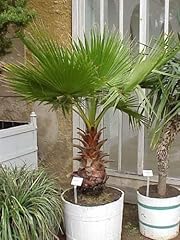 Messicano palma washingtonia usato  Spedito ovunque in Italia 