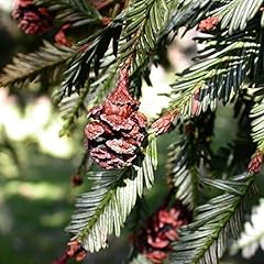 Sequoia sempervirens tree for sale  Delivered anywhere in USA 