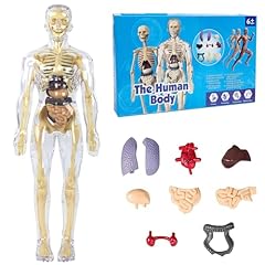 Modello anatomia per usato  Spedito ovunque in Italia 