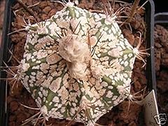 Portal cool astrophytum usato  Spedito ovunque in Italia 