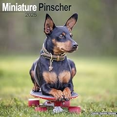 Miniature pinscher 2025 for sale  Delivered anywhere in UK
