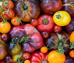 Rainbow beefsteak tomato for sale  Delivered anywhere in USA 